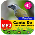 Canto De Trinca Ferro Fêmea