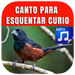 آیکون‌ Canto Do Curió Fêmea