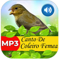 Canto De Coleiro Femea