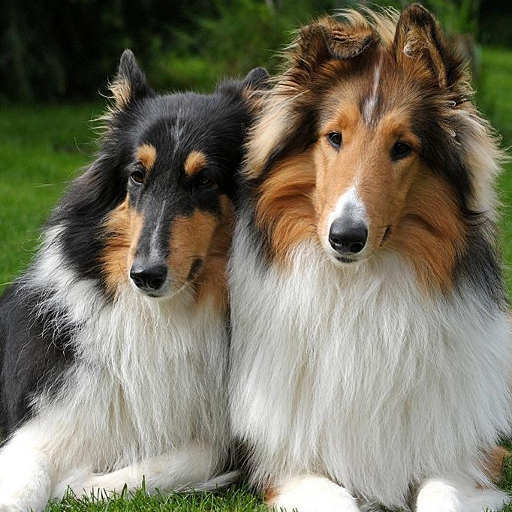 Collies Wallpapers