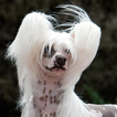 Chinese Crested Dog Wallpapers