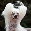 Chinese Crested Dog Wallpapers APK