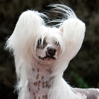 Chinese Crested Dog Wallpapers icône