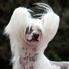 Chinese Crested Dog Wallpapers ไอคอน