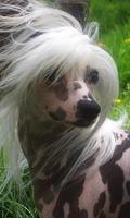 Chinese Crested Dog Wallpapers Affiche