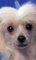 Chinese Crested Dog Wallpapers ภาพหน้าจอ 1