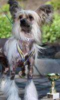 Chinese Crested Dog Wallpapers ภาพหน้าจอ 2