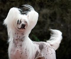 Chinese Crested Dog Wallpapers ภาพหน้าจอ 3