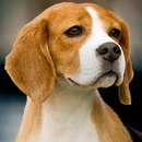 Foxhound américain Fonds d'écr APK