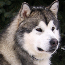 Alaskan Malamute d'écran APK