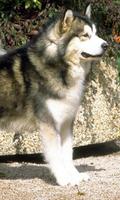 Alaskan Malamute d'écran Affiche