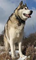 Alaskan Malamutes Wallpapers ภาพหน้าจอ 1