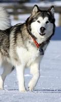 Alaskan Malamutes Wallpapers ภาพหน้าจอ 2
