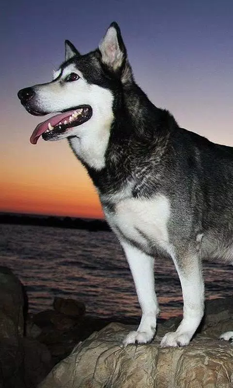 Android向けの秋田犬の壁紙 Apkをダウンロードしましょう Android向けの秋田犬の壁紙 Apkをダウンロードしましょう