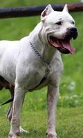 Argentine dogo Wallpapers স্ক্রিনশট 2