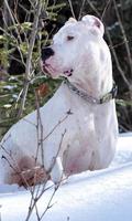 Argentine dogo Wallpapers স্ক্রিনশট 3
