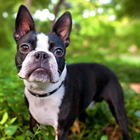 Boston Terriers Wallpapers ไอคอน