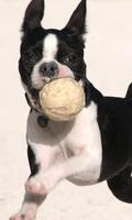 Boston Terriers Wallpapers poster