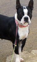 Boston Terriers Wallpapers ภาพหน้าจอ 1