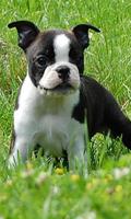 Boston Terriers Wallpapers screenshot 2