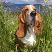 ”Basset Hounds Wallpapers
