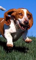 Basset Hounds Wallpapers capture d'écran 3