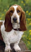 Basset Hounds Wallpapers poster