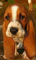 Basset Hounds Wallpapers capture d'écran 2