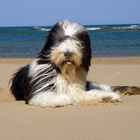 Bearded Collie Wallpapers ícone