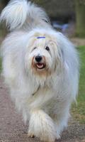 Bearded Collie Wallpapers Cartaz