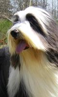 Bearded Collie Wallpapers imagem de tela 1