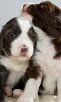 Bearded Collie Wallpapers imagem de tela 3