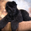 Black Russian Terrier Fonds