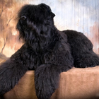 Black Russian Terrier Fonds icône