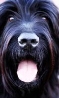 Black Russian Terrier Fonds Affiche