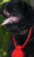 Black Russian Terrier Fonds capture d'écran 2