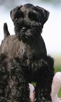 Black Russian Terrier Fonds capture d'écran 3