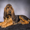 bloodhounds वॉलपेपर
