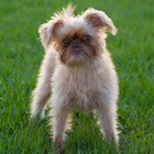 Brussels Griffon Wallpapers ไอคอน