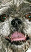 Brussels Griffon Wallpapers ภาพหน้าจอ 3
