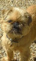 Brussels Griffon Wallpapers โปสเตอร์