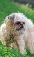Brussels Griffon Wallpapers ภาพหน้าจอ 1