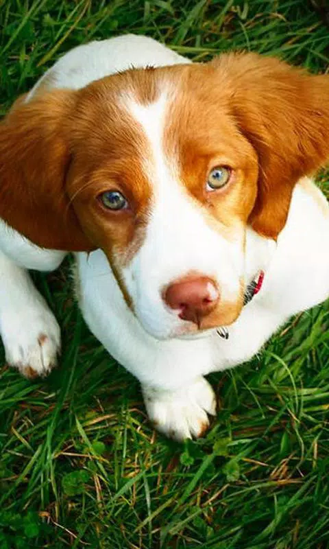Brittany Puppies Wallpaper