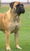 Bullmastiff Wallpapers Affiche