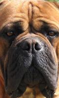 Bullmastiff Wallpapers ภาพหน้าจอ 1