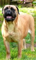 Bullmastiff Wallpapers ภาพหน้าจอ 2