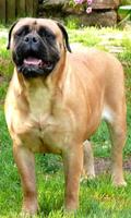 Bullmastiff Wallpapers capture d'écran 2