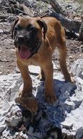 Bullmastiff Wallpapers ภาพหน้าจอ 3