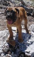 Bullmastiff Wallpapers capture d'écran 3