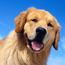 Golden Retriever Wallpapers APK